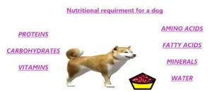 what are the nutritional requirements for a dog
