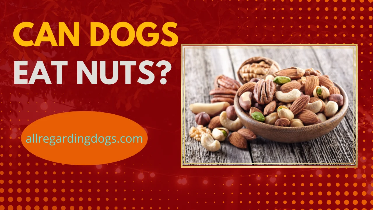 can dogs eat nuts