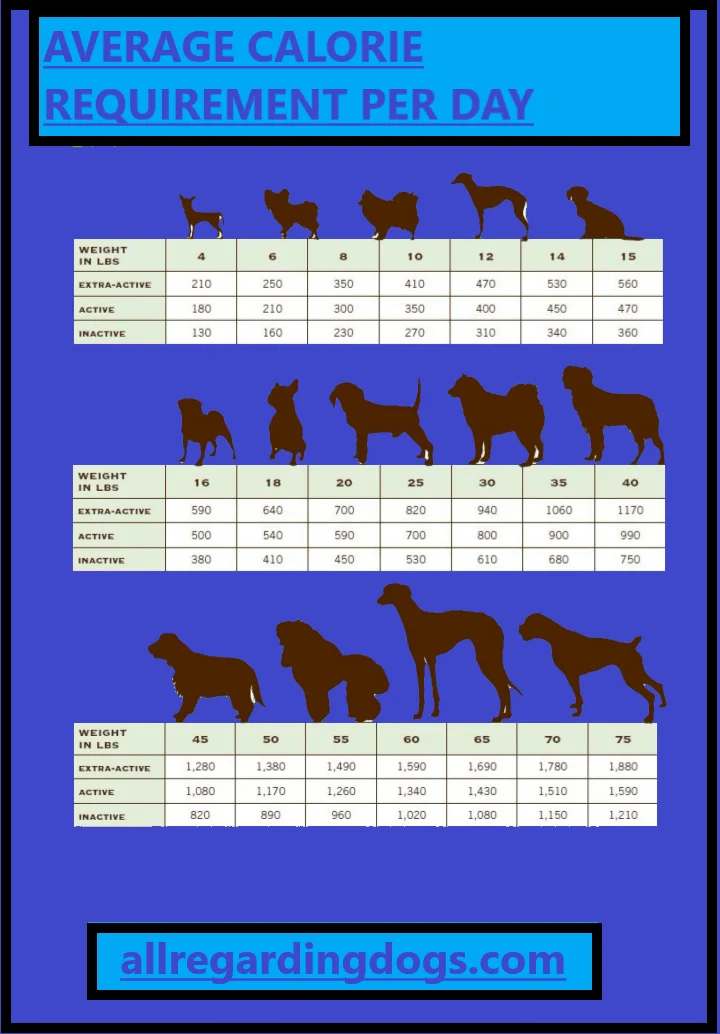 per day average calorie requirements for dogs p1 |