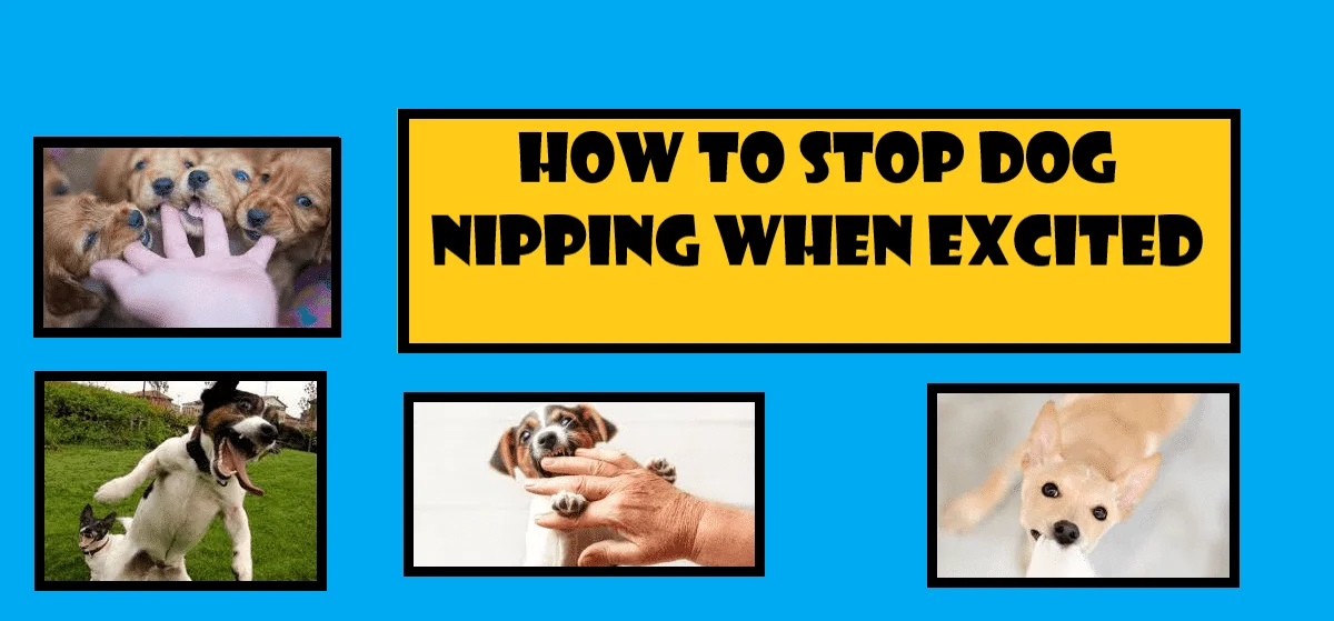 HOW TO STOP DOG NIPPING WHEN EXCITED