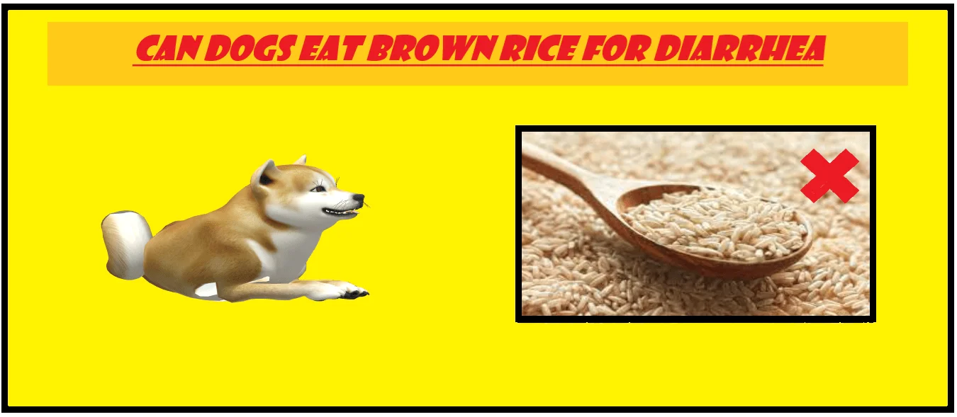 can dogs eat brown rice for diarrhea