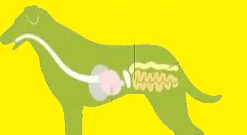 dog's digestive system