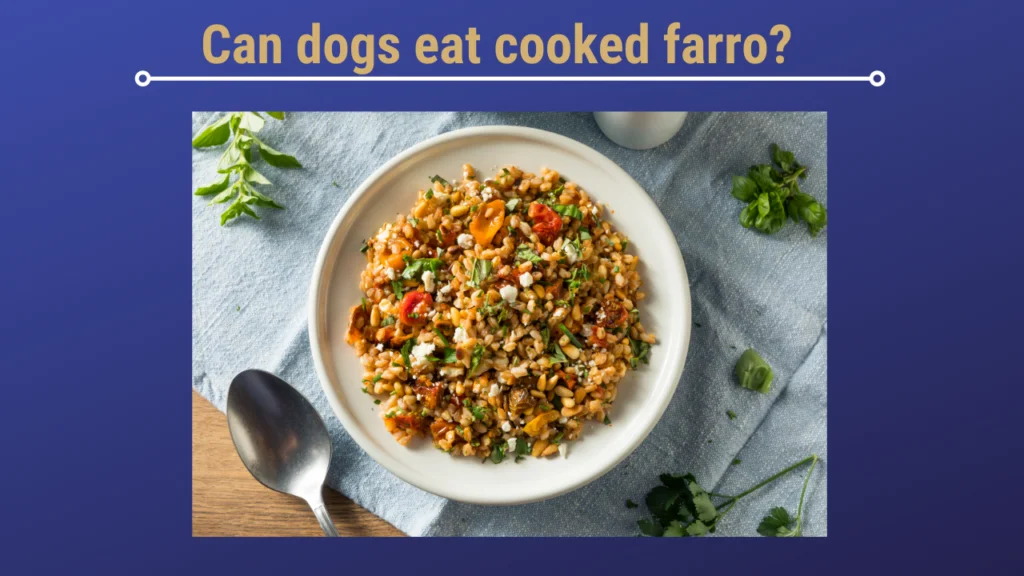 Can dogs eat cooked farro |
