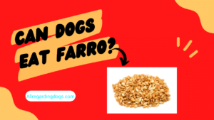 Can dogs eat farro