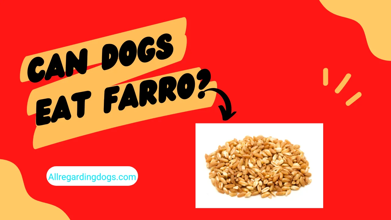 Can dogs eat farro