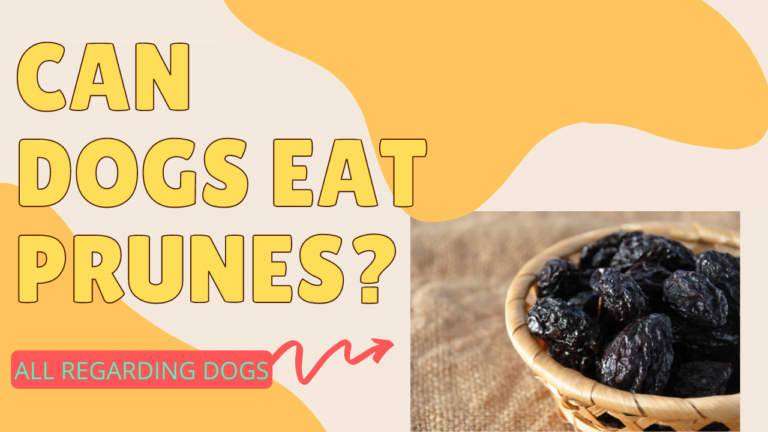 Can dogs eat prunes?