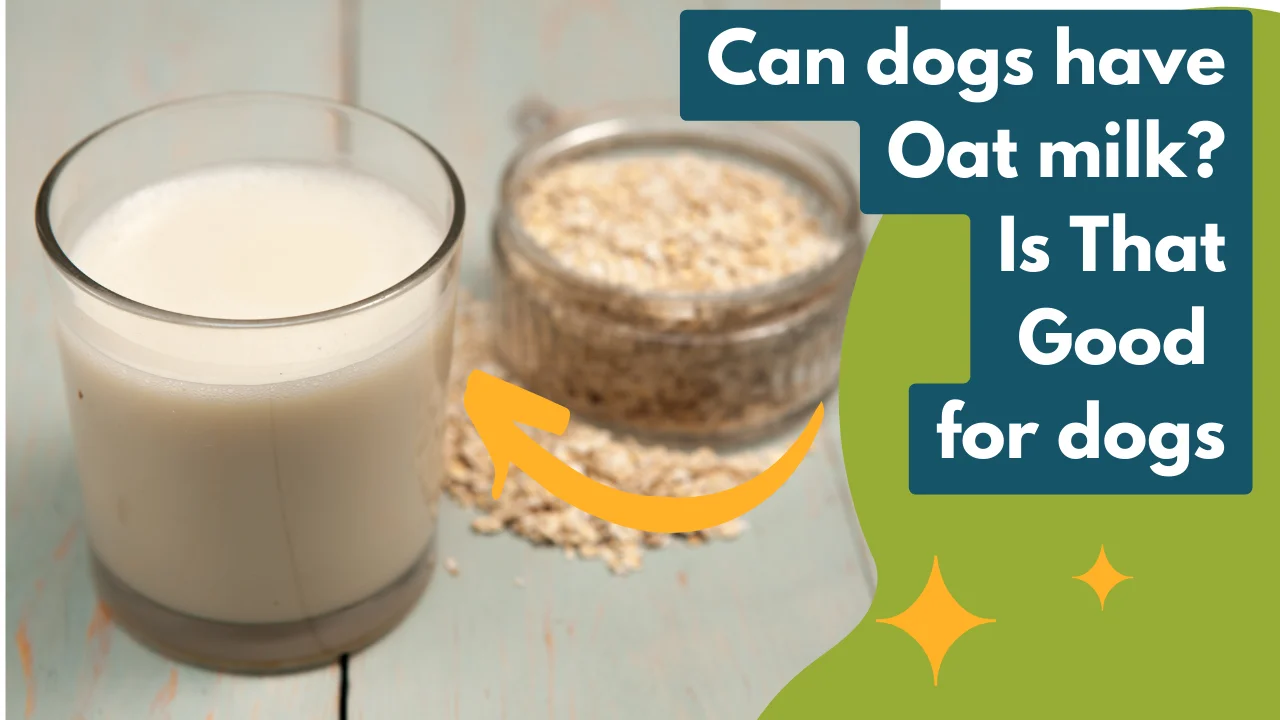 Can dogs have Oat milk