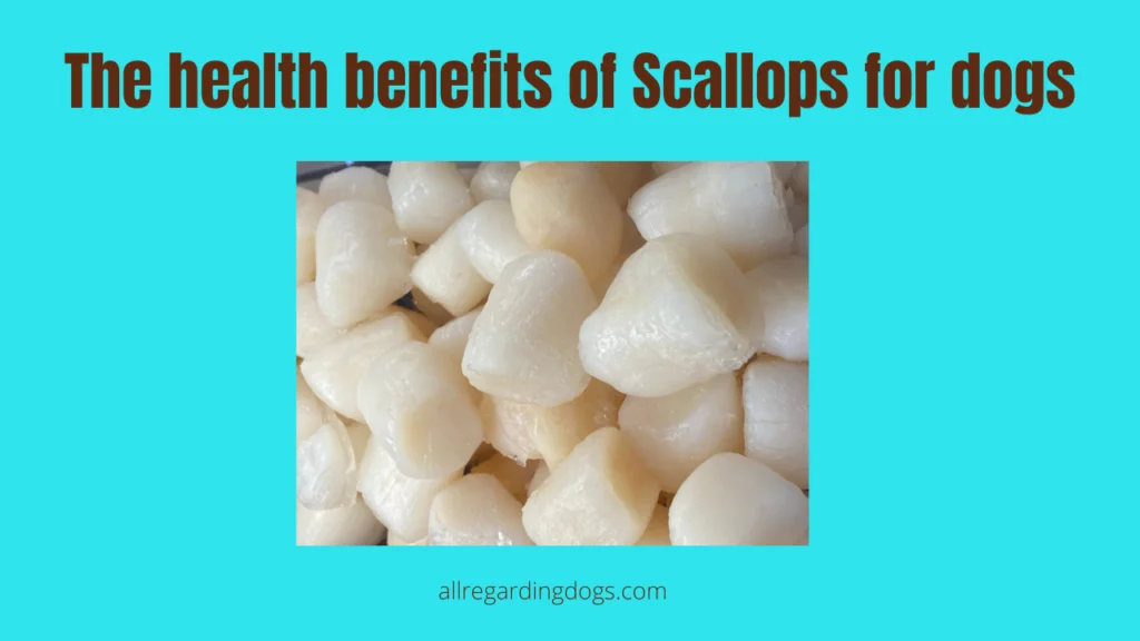 The health benefits of Scallops for dogs |