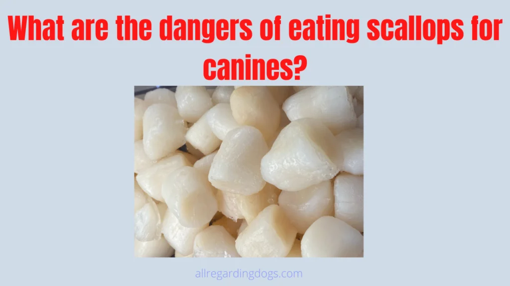 What are the dangers of eating scallops for canines |