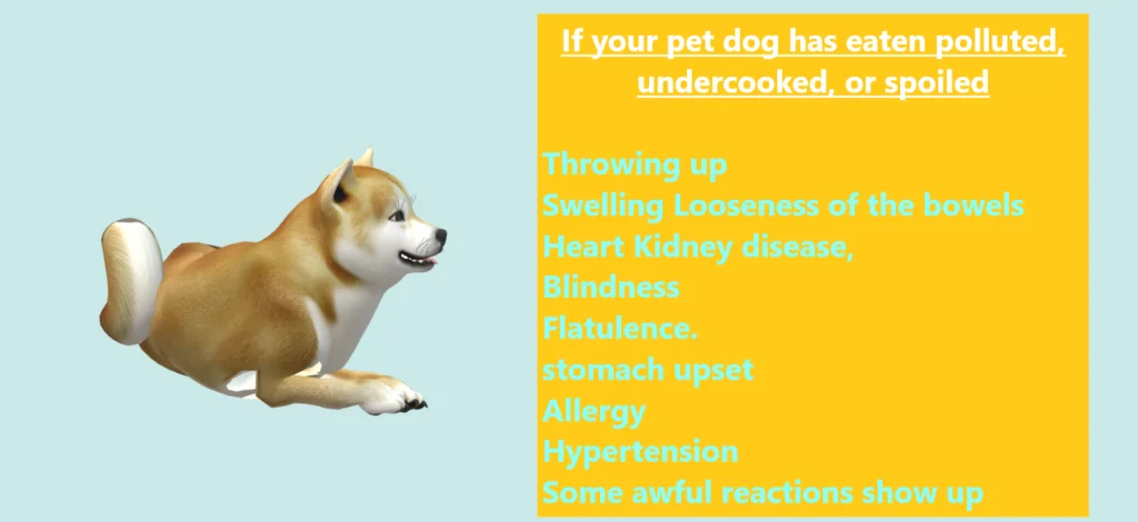 When should I see a vet when dog eats chorizo |