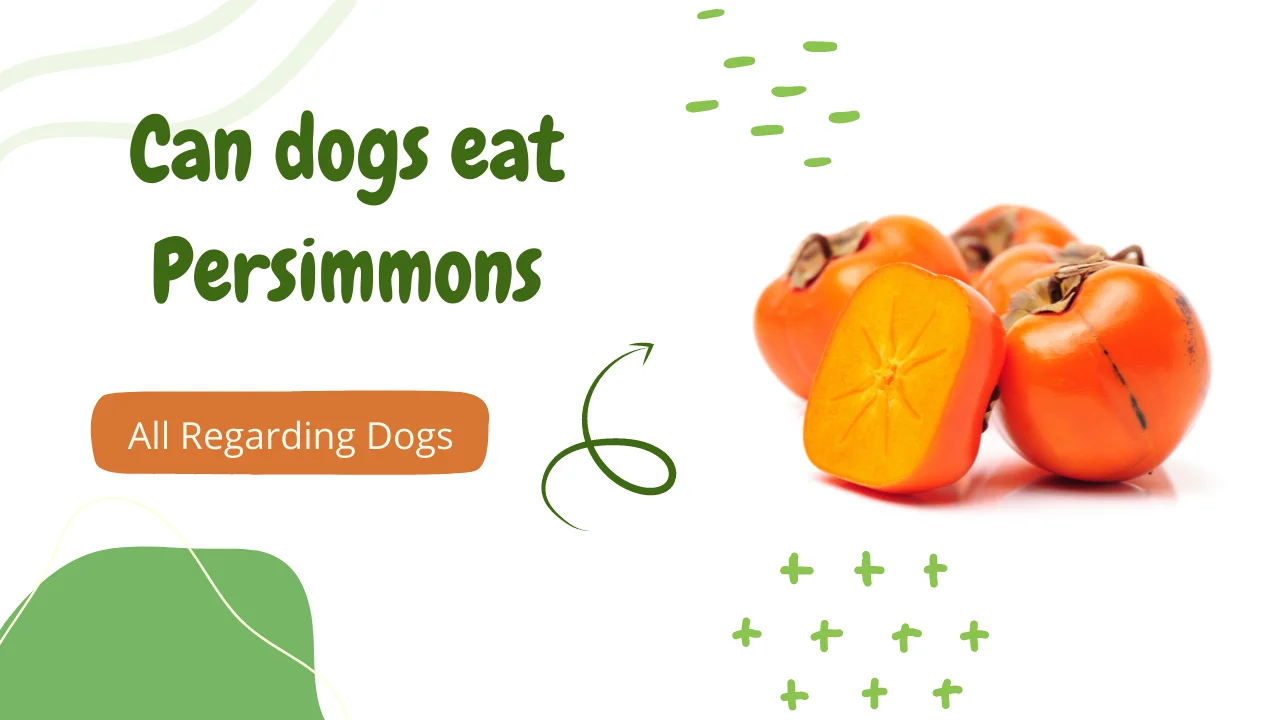 Can dogs eat persimmons
