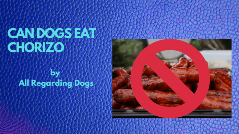 can dogs eat chorizo