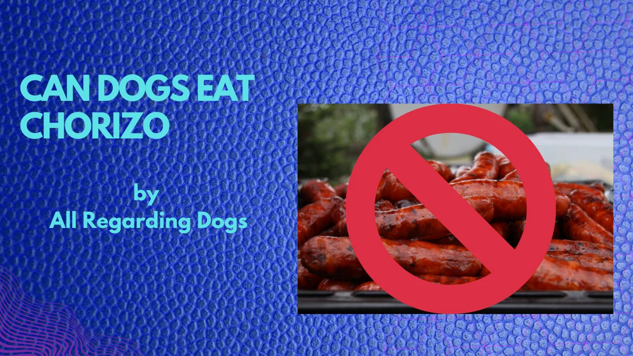 can dogs eat chorizo