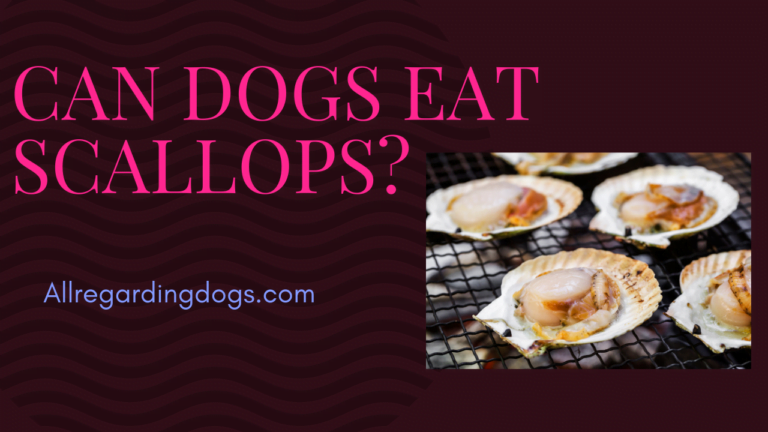 can dogs eat scallops