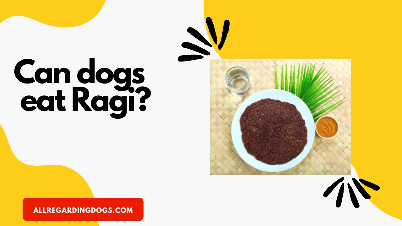CAN DOGS EAT RAGI