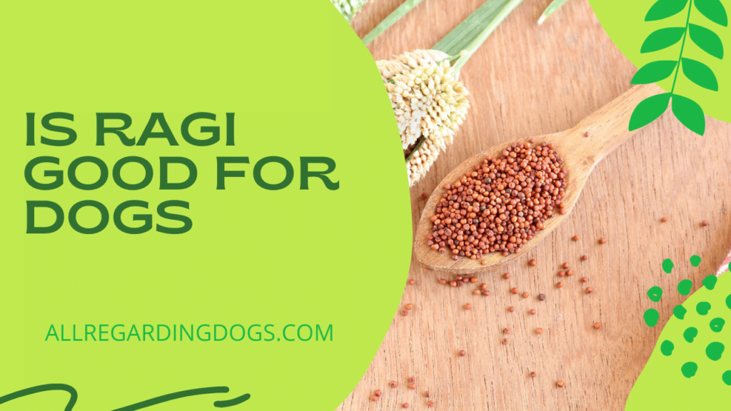 Can dogs eat Ragi? Finger millet for dogs 2 is ragi good for dogs.