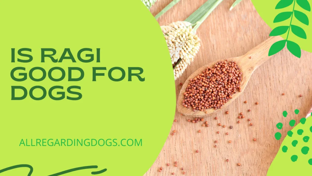 is ragi good for dogs.