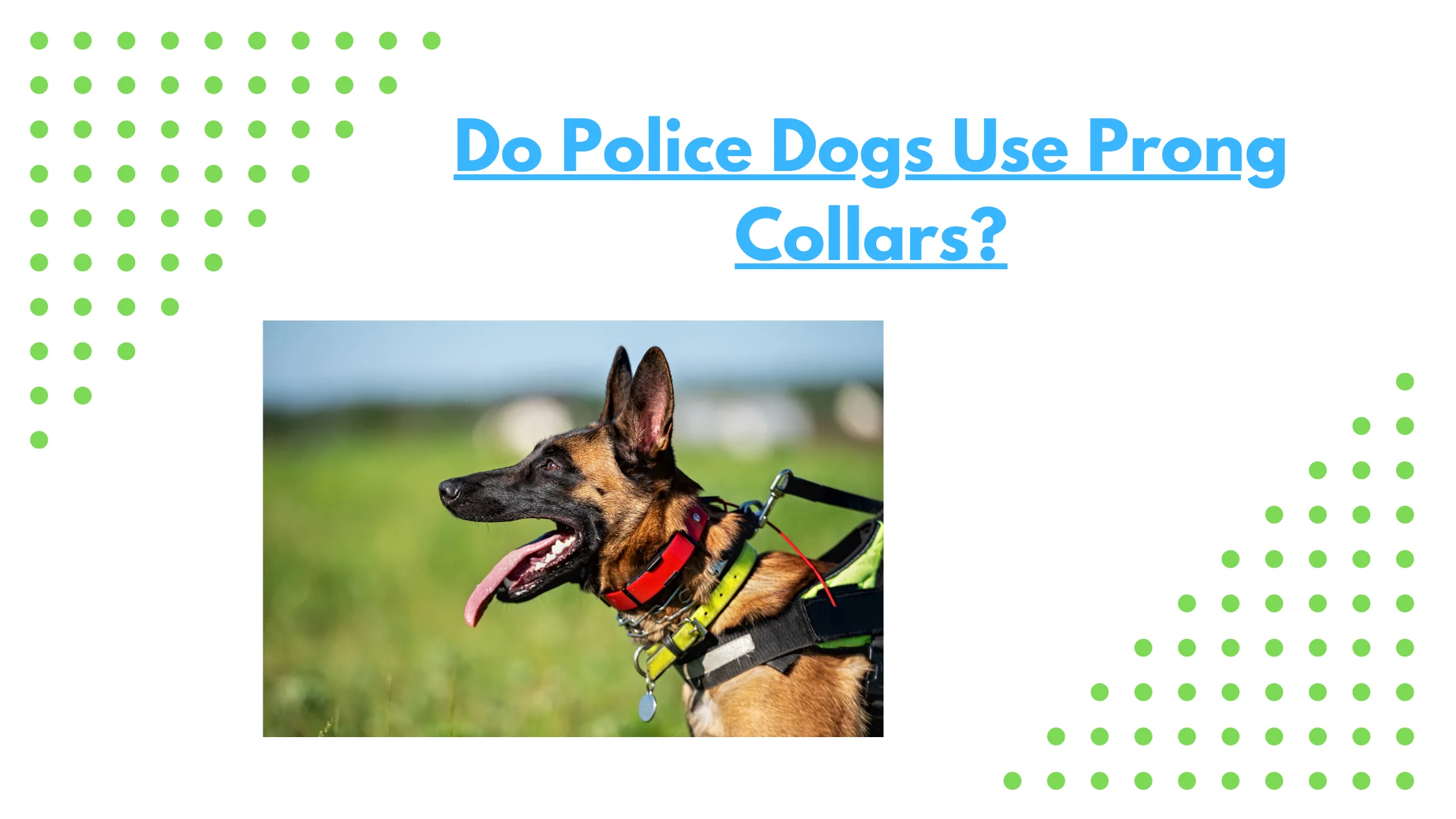Do Police Dogs Use Prong Collars