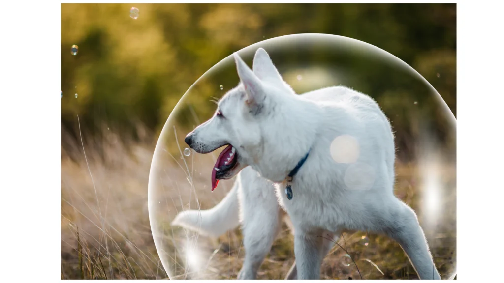 Benefits of Bubble theory dog training |