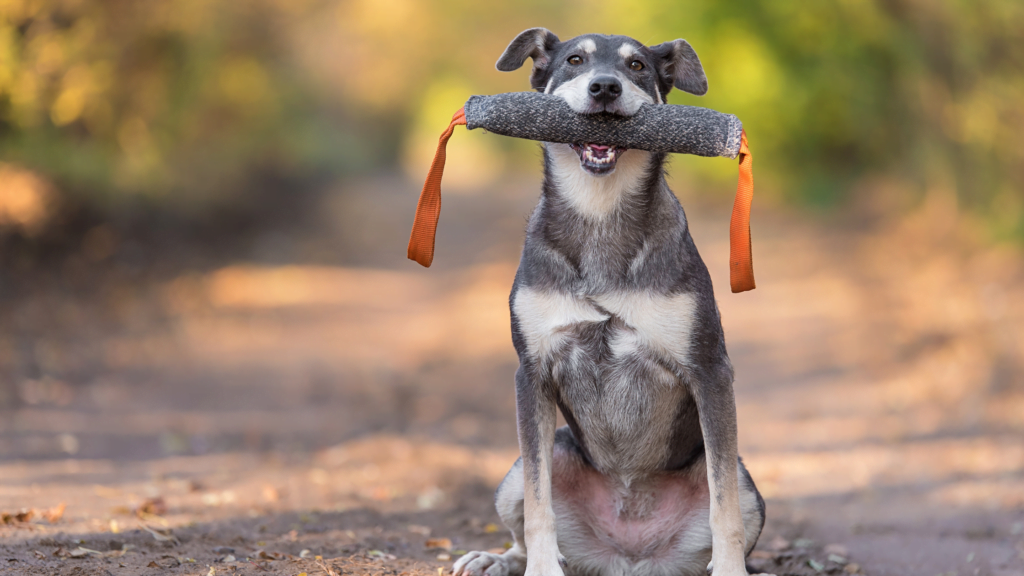 Advanced Dog Scents Training Exercises |