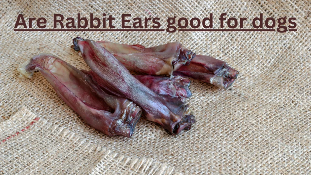 Are rabbit ears good for dogs |