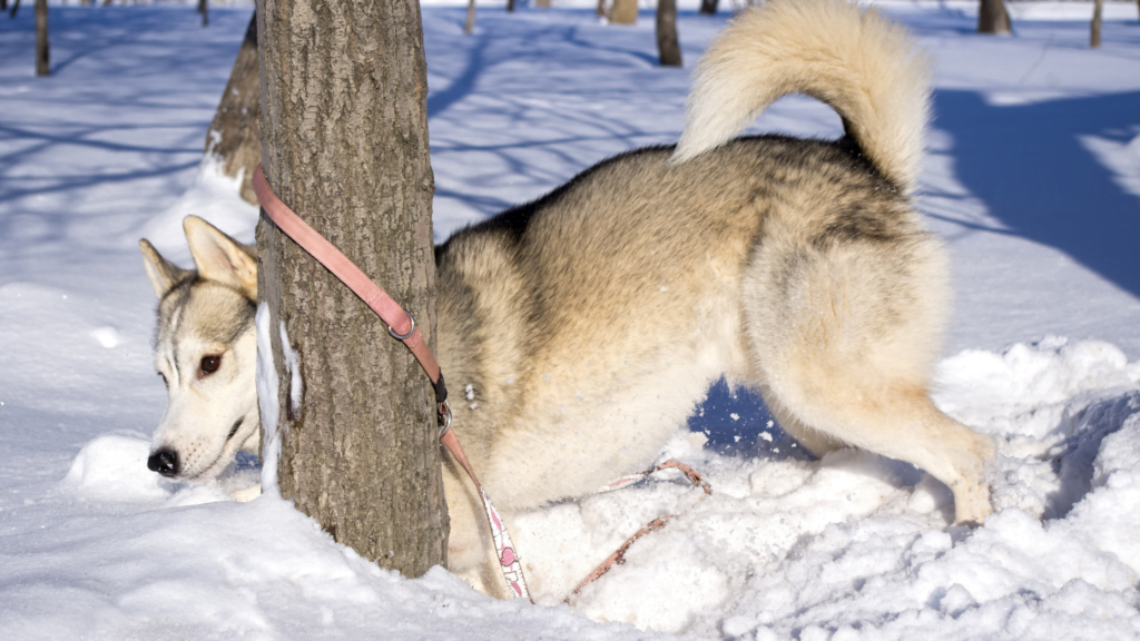 Basic Dog Scents Training Exercises |