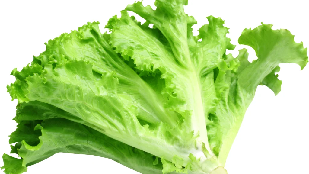 Can Dogs Eat Lettuce |