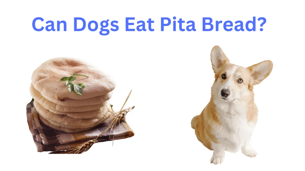 Can Dogs Eat Pita Bread2 |
