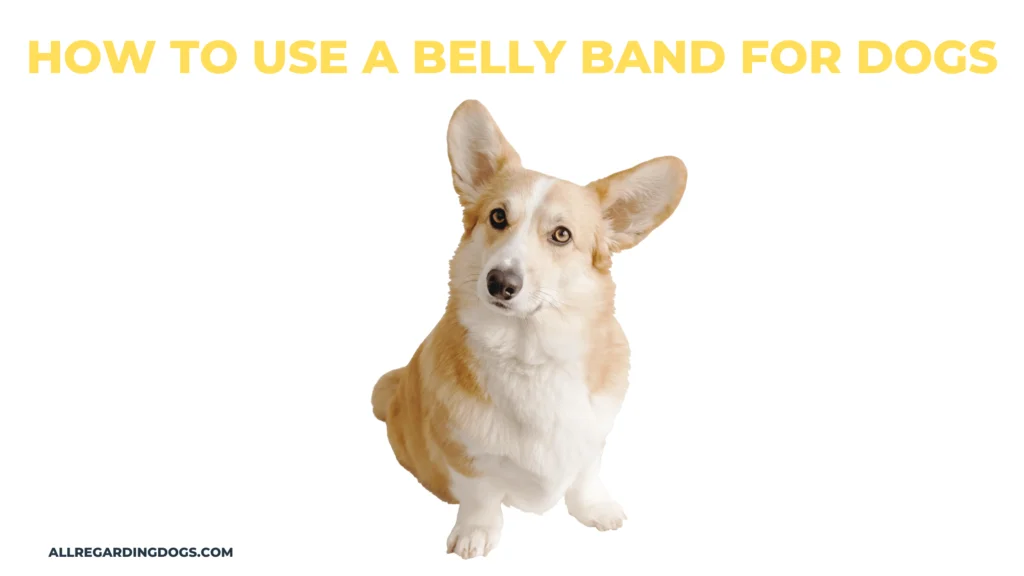How to use a Belly Band for Dogs |