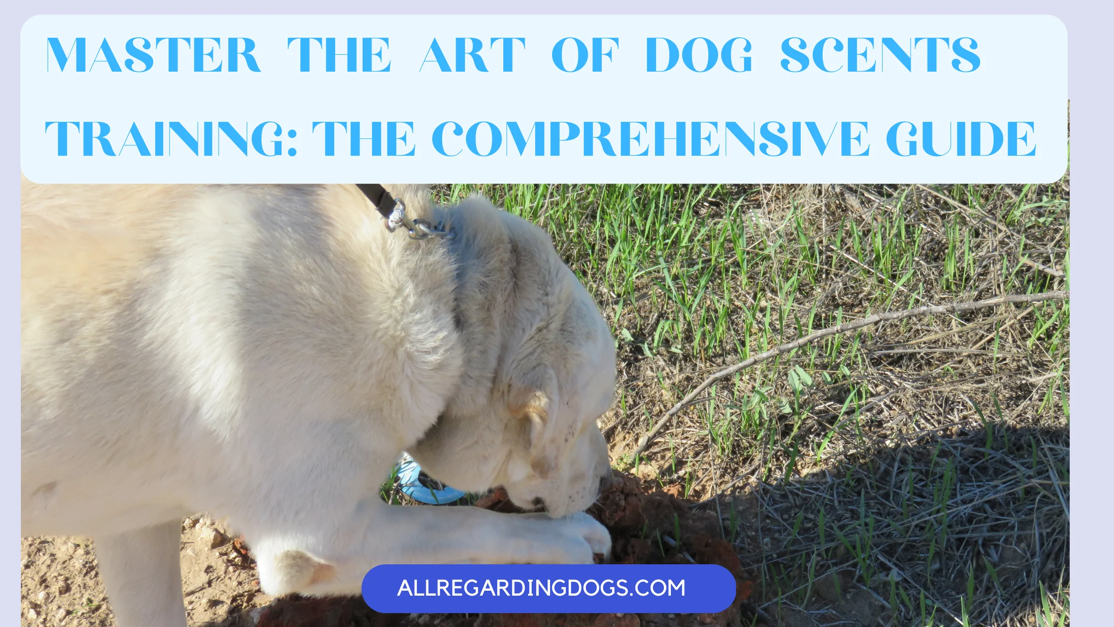 Master the Art of Dog Scents Training: The Comprehensive Guide