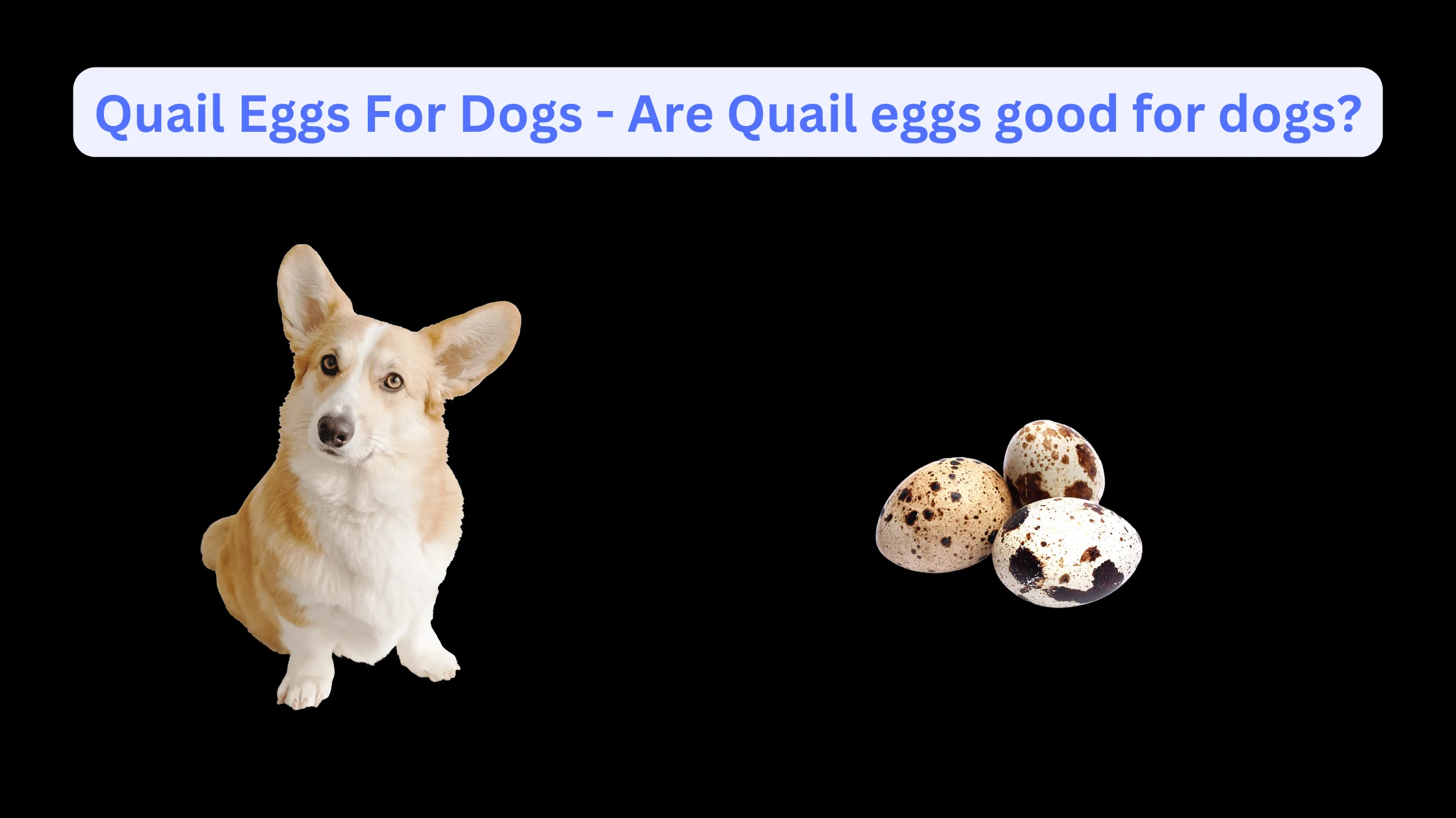 Quail Eggs For Dogs