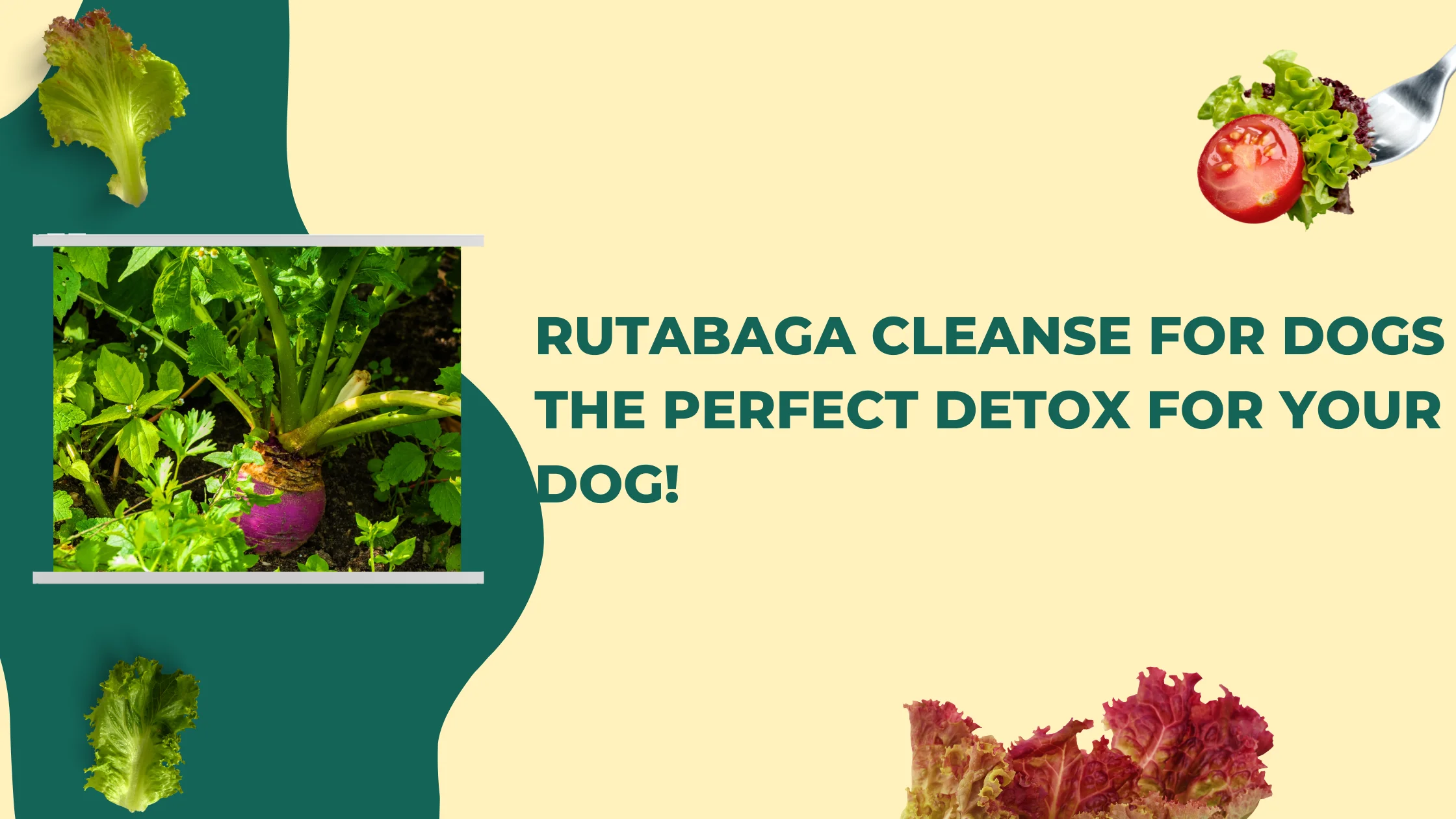 Rutabaga Cleanse for Dogs