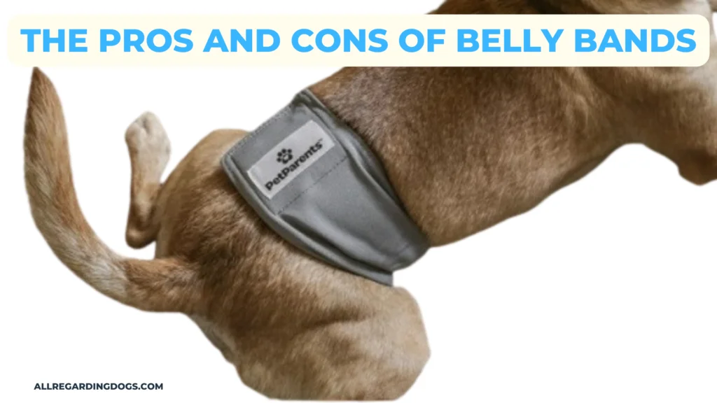 The Pros and Cons of Belly Bands |