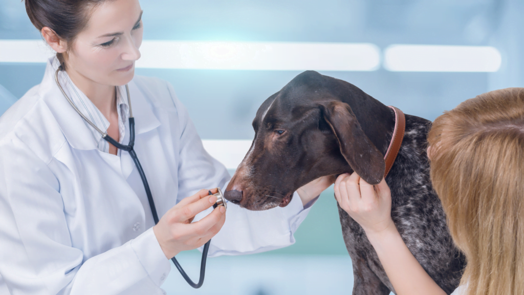 The health concerns associated with brindle dogs. |