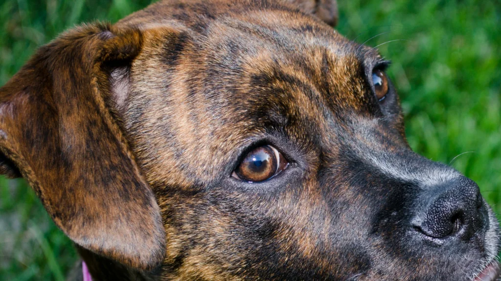 The history of brindle dogs |