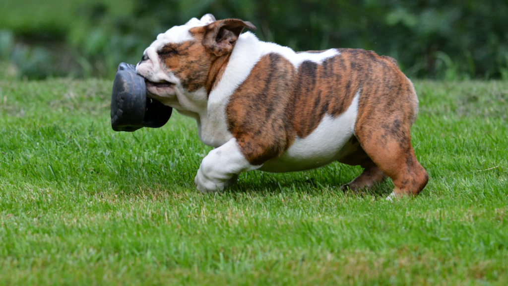 The unique physical appearance of brindle dogs. |