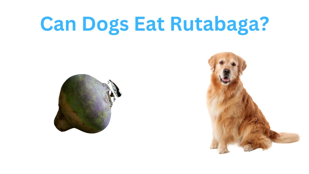 Can Dogs Eat Rutabaga?