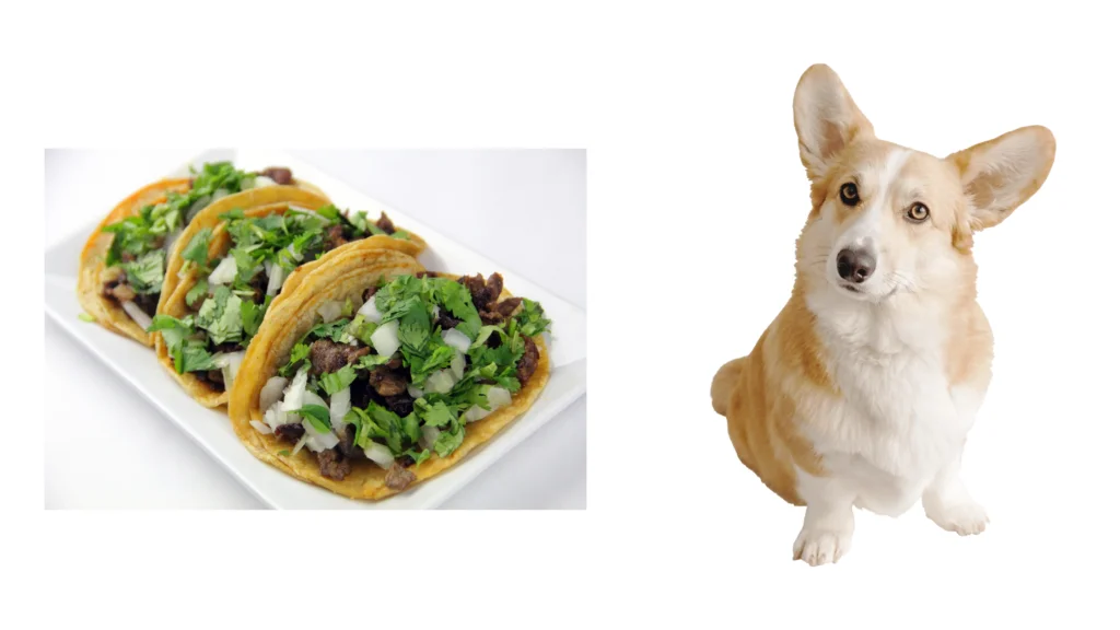 Why Do Dogs Love Tacos?