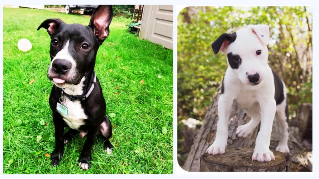 border collie bulldog mix