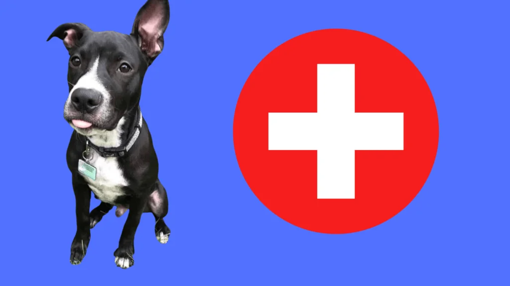 American Bulldog Border Collie Mix Health Typical Conditions |