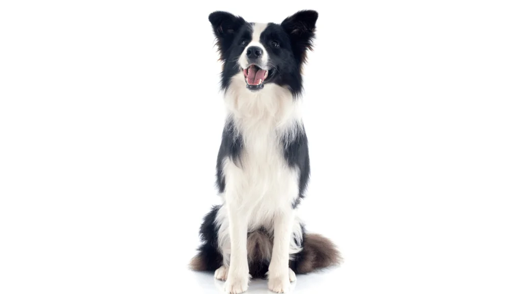 Background on Border Collies and Greyhounds |