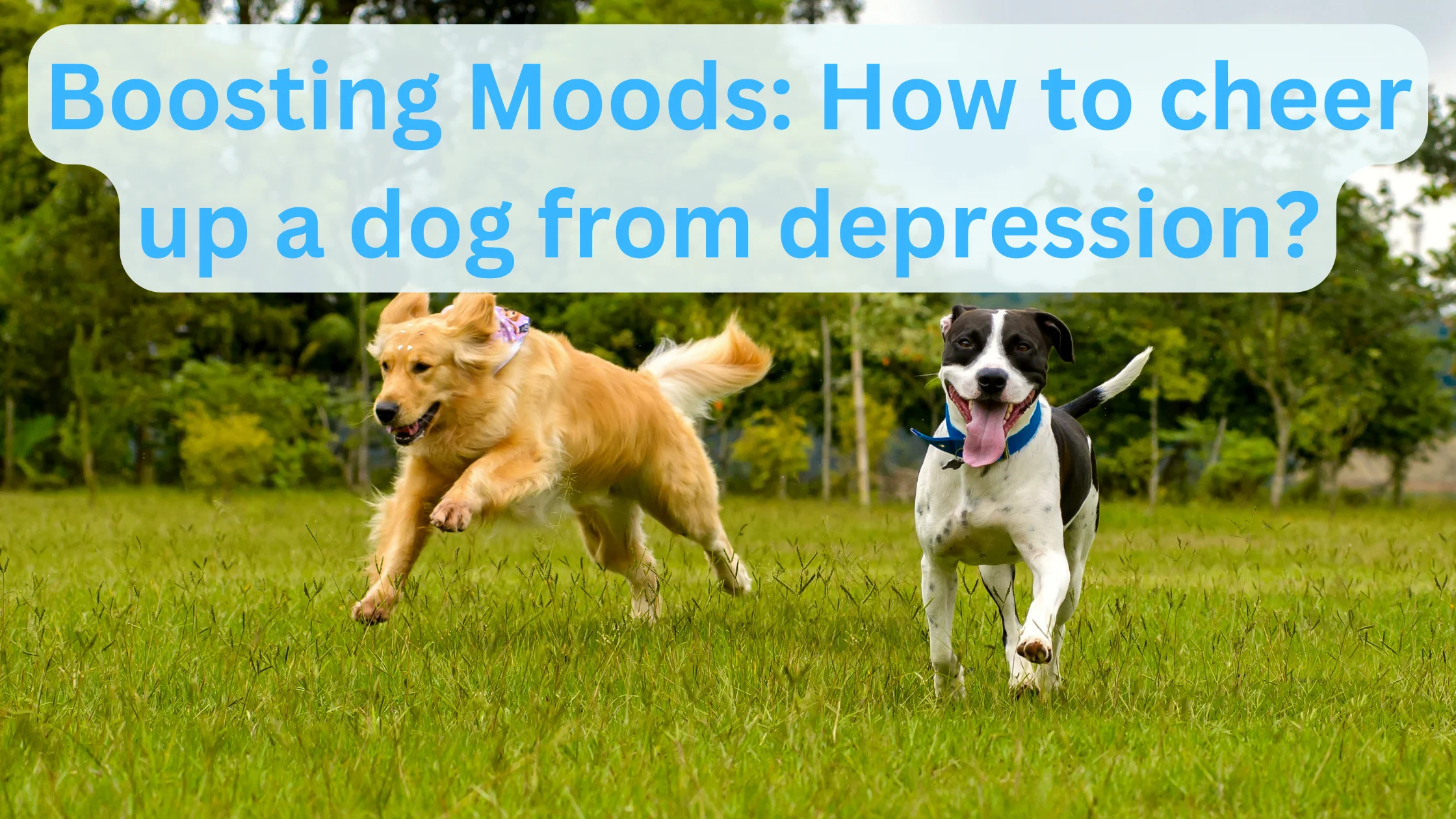 How to cheer up a dog from depression
