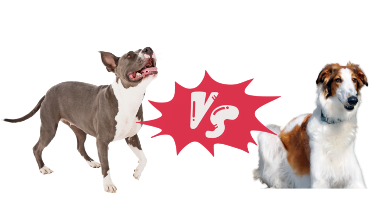 Borzoi vs. Pitbull: A Comprehensive Comparison of Dog Breeds