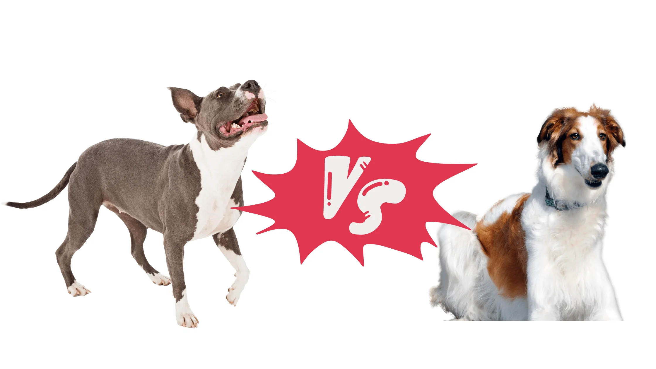 Borzoi vs. Pitbull: A Comprehensive Comparison of Dog Breeds