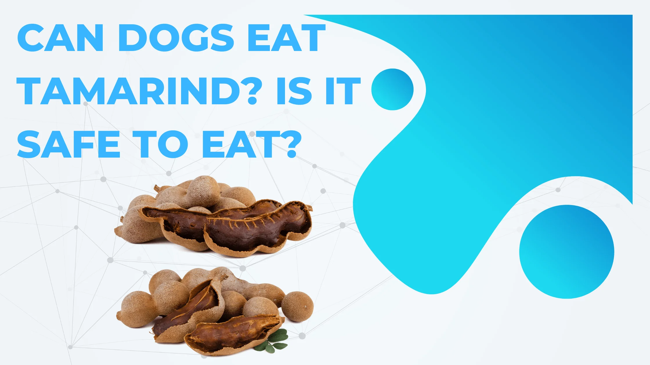 Can Dogs Eat Tamarind? Is it safe to Eat?