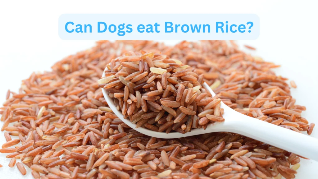 Can Dogs eat Brown Rice |