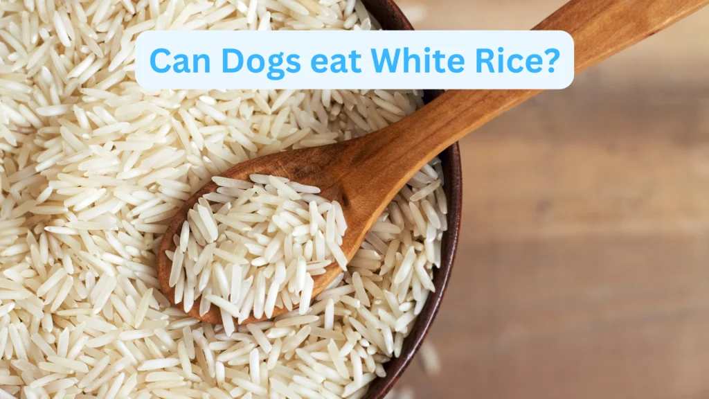 Can Dogs eat White Rice |