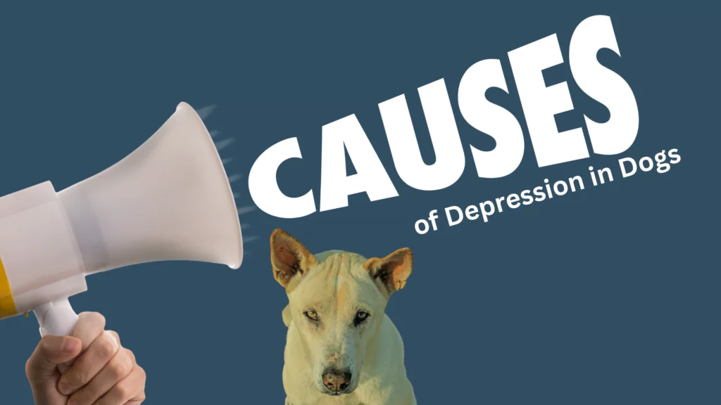 Causes of Depression in Dogs |