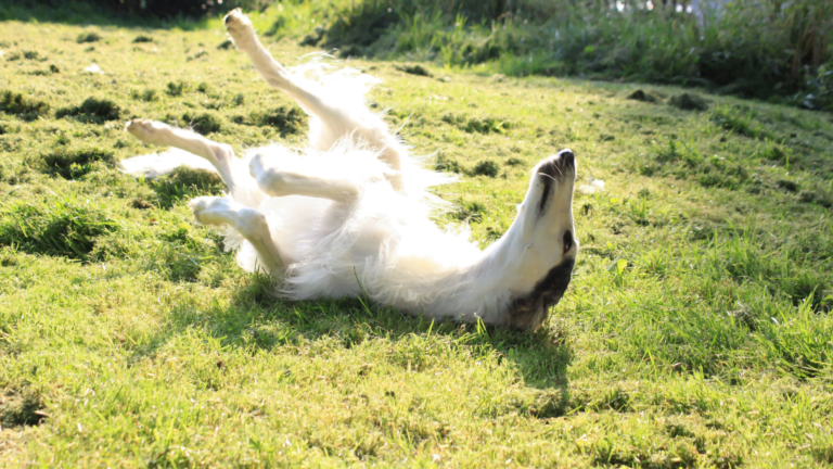 Creepy Borzoi Dog