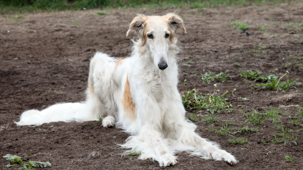 Creepy Borzoi Dog2 |